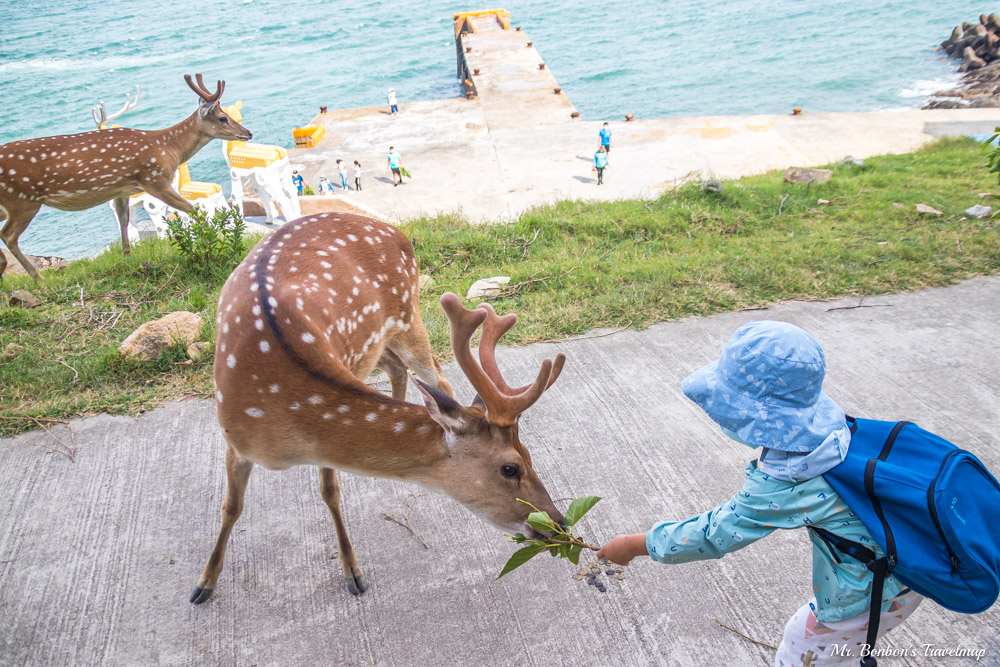 馬祖北竿｜台版奈良-大坵島，適合親子出遊踏青，還能近距離餵食梅花鹿，大坵交通行程攻略在這裡！