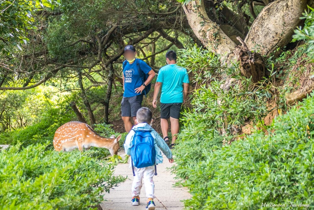 馬祖北竿｜台版奈良-大坵島，適合親子出遊踏青，還能近距離餵食梅花鹿，大坵交通行程攻略在這裡！ @機票甜心甜甜哥