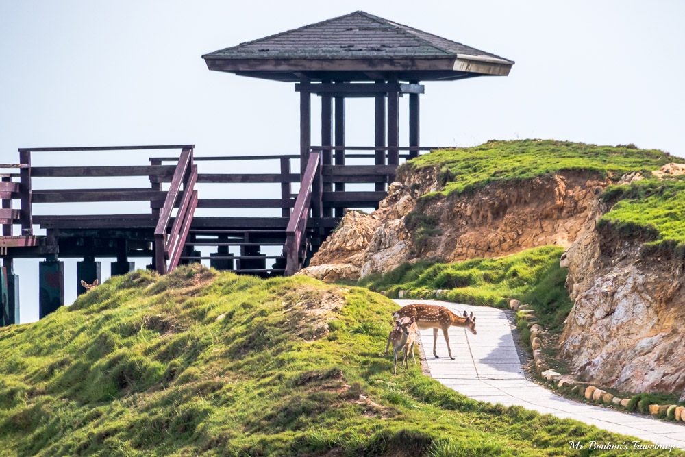 馬祖北竿｜台版奈良-大坵島，適合親子出遊踏青，還能近距離餵食梅花鹿，大坵交通行程攻略在這裡！ @機票甜心甜甜哥